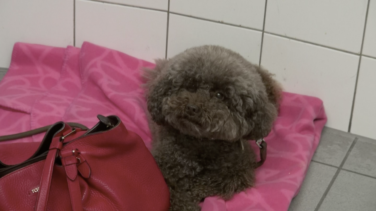 Du formol dans le cœur Cover